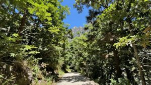 Pădure verde cu munți în depărtare.